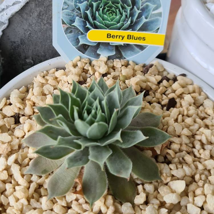 Plant image Sempervivum Berry Blues