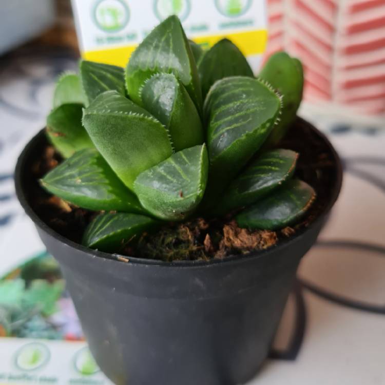 Plant image Haworthia Cooperi Red Rock