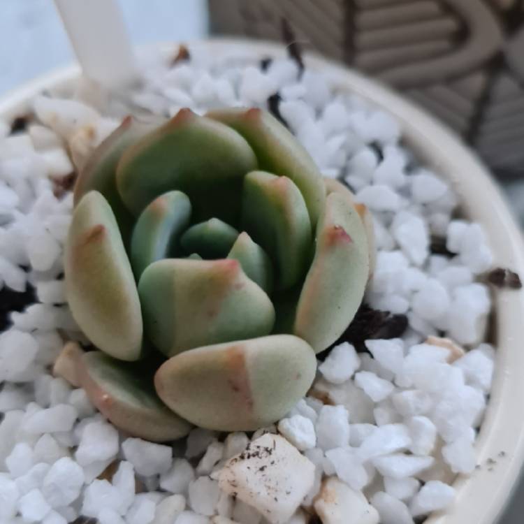 Plant image Graptoveria 'Moonglow'