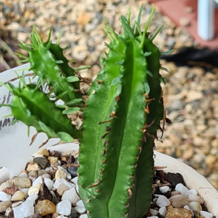 Plant image Euphorbia Mammillaris