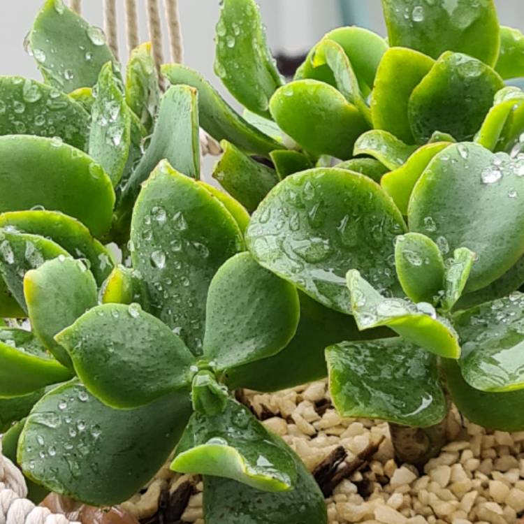 Plant image Crassula undulatifolia 'Max Cook'