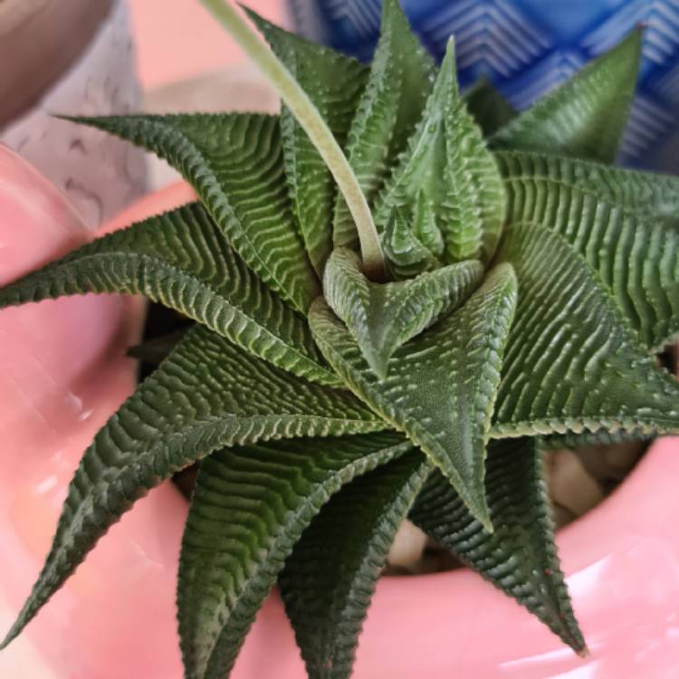 Plant image Haworthia Limifolia 