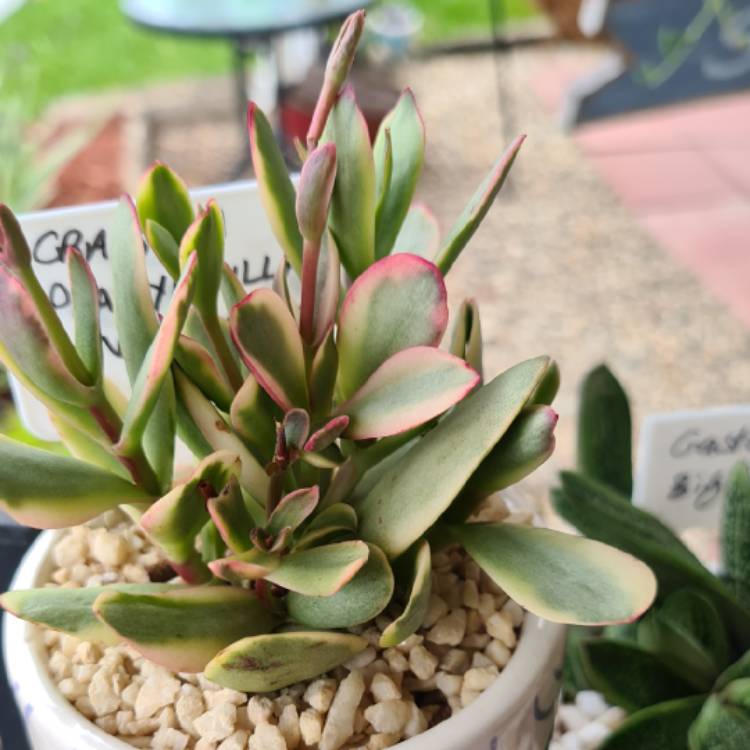 Plant image Crassula platyphylla variegated