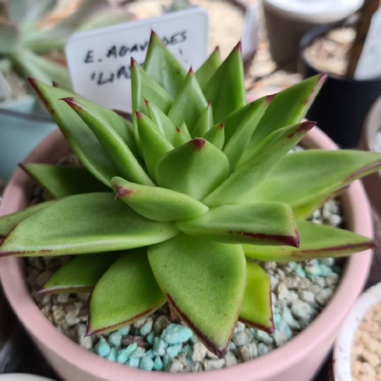 Plant image Echeveria Agavoides 'Lipstick'