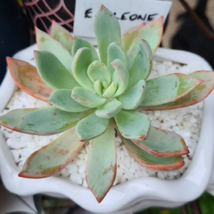 Plant image Echeveria Cleone