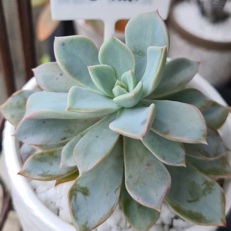 Plant image Echeveria Costa Brava