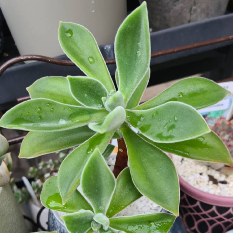 Plant image Echeveria Pulvicox