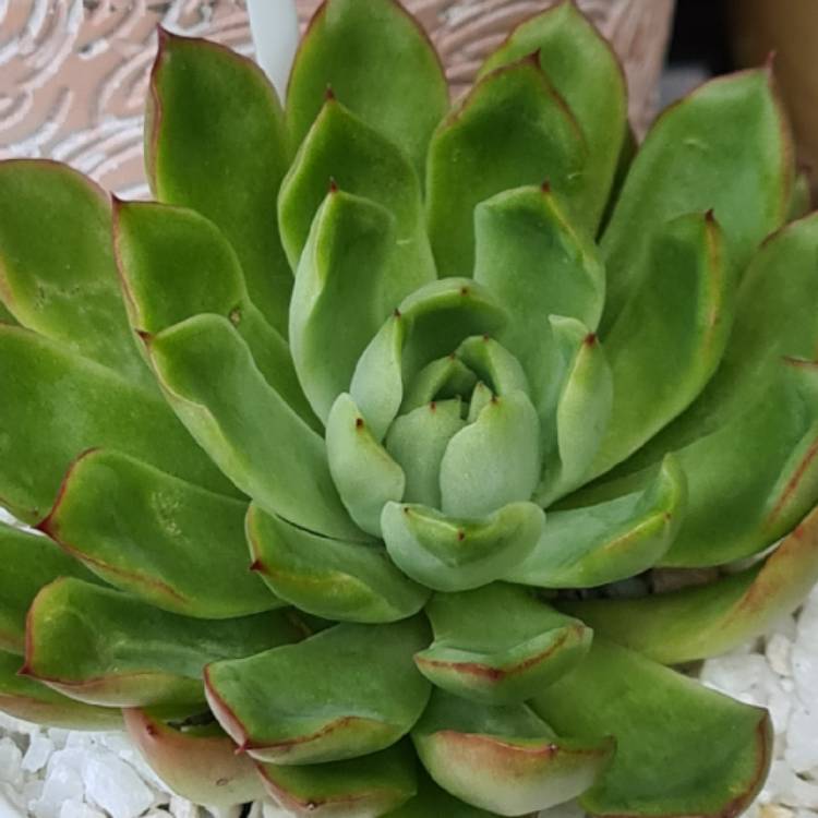 Plant image Echeveria Yamatoren