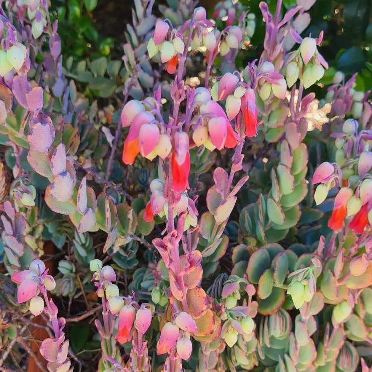 Plant image Kalanchoe panamensis