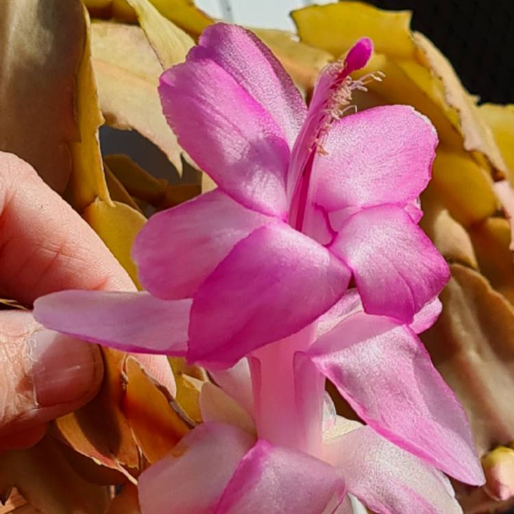 Plant image Schlumbergera truncata Millie