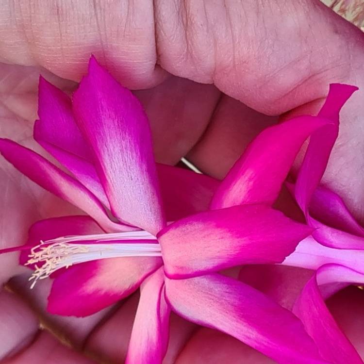 Plant image Schlumbergera truncata Autumn Cheer