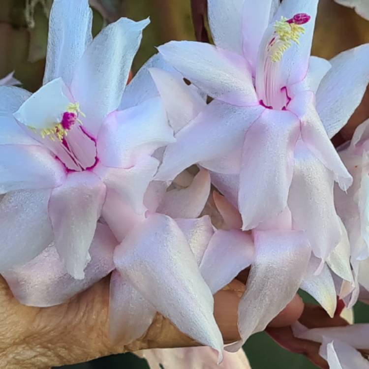 Plant image Schlumbergera truncata Snow Ball