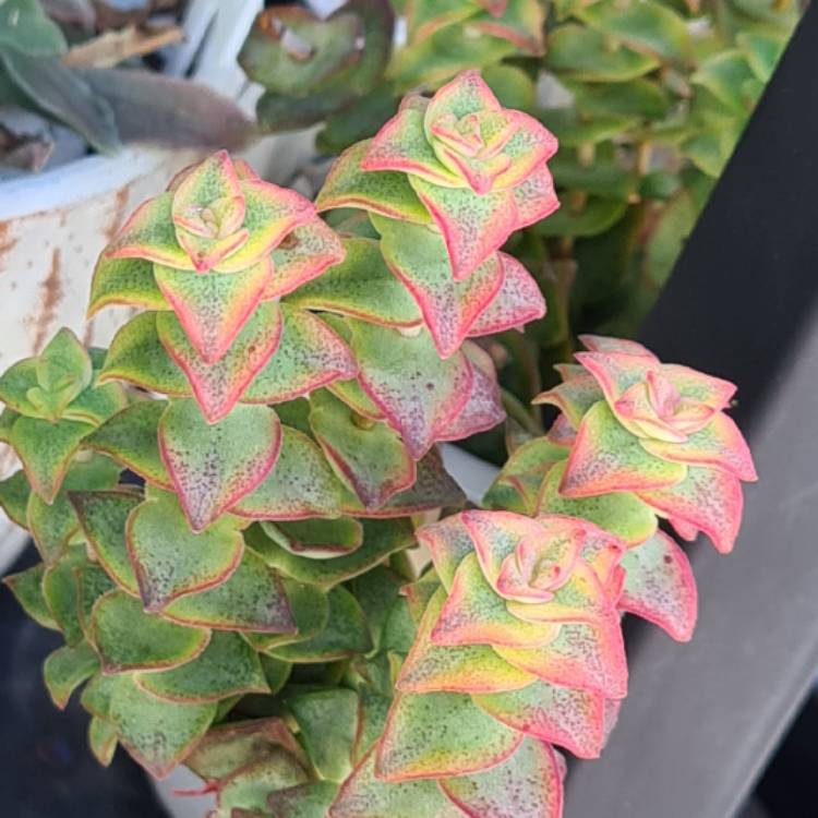 Plant image Crassula Tom Thumb Variegata