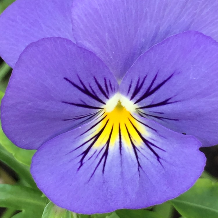 Plant image Viola cornuta 'Penny™ Denim Jump Up'