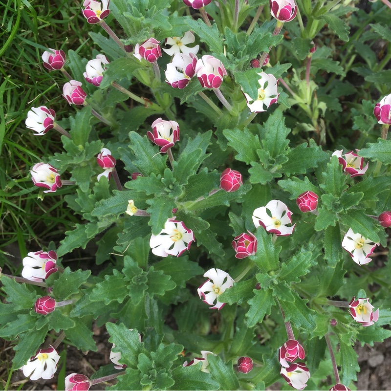 Plant image Zaluzianskya ovata 'Star Balsam'