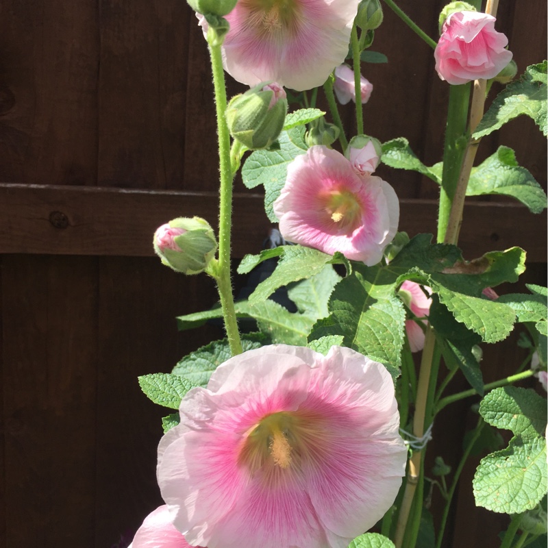 Hollyhock 'Halo Blush'