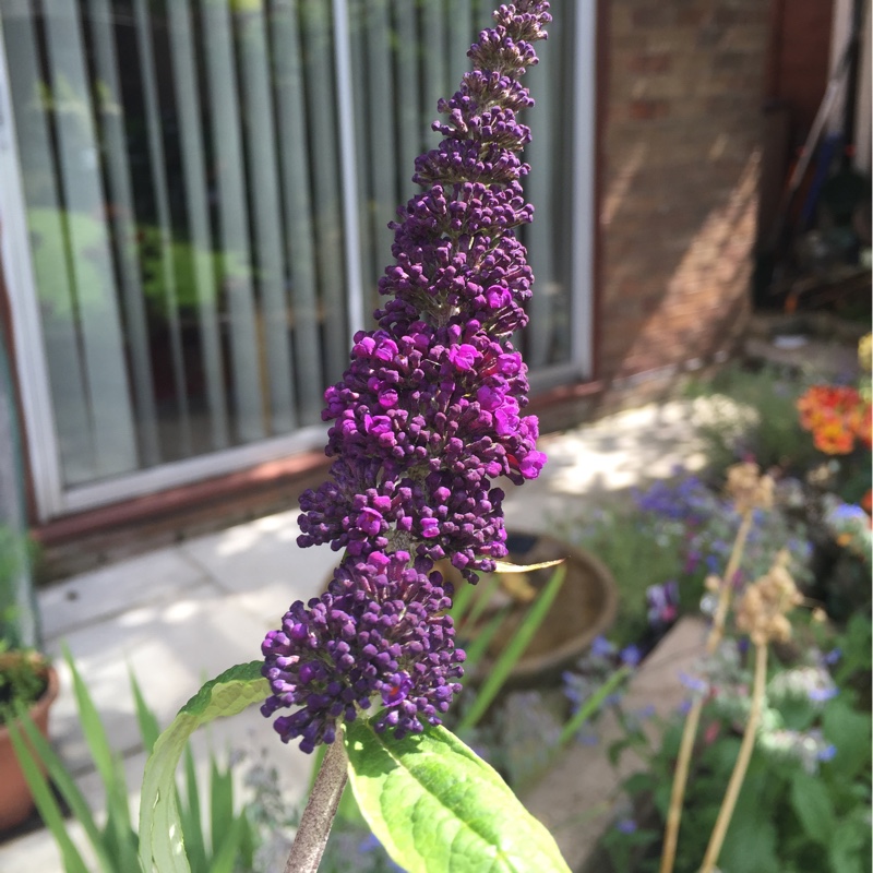 Butterfly Bush 'Black Knight'