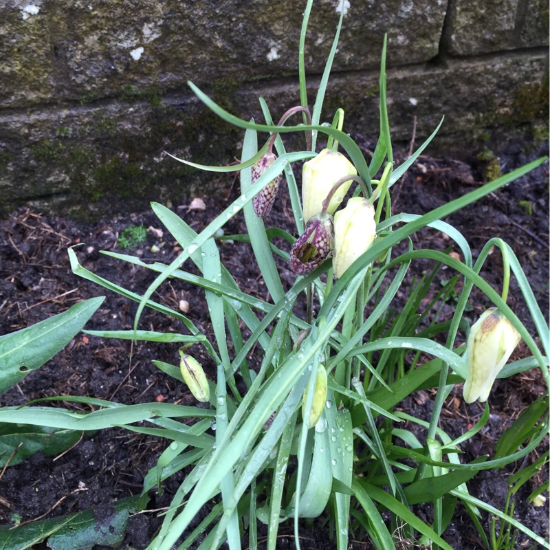 Fritillaria meleagris