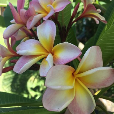 Frangipani