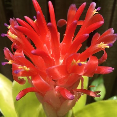 Bromeliad