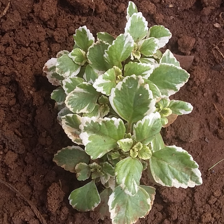 Plant image Coleus amboinicus 'Variegatus' syn. Plectranthus amboinicus 'Variegatus'