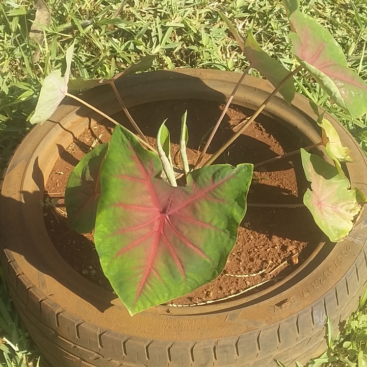 Plant image Caladium 'Red Flash'