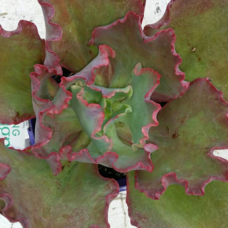 Plant image Echeveria Mauna Loa Pink Form