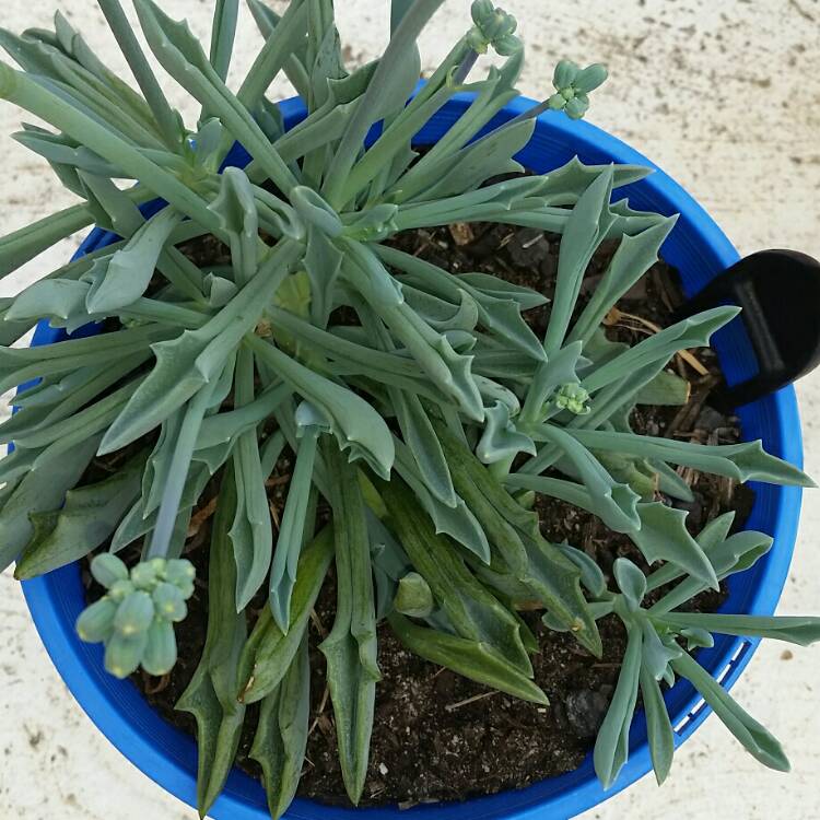 Plant image Kleinia 'Trident Blue syn. Senecio 'Trident Blue'