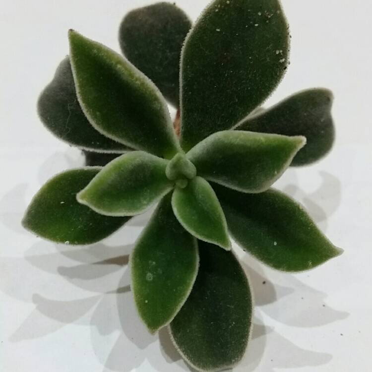 Plant image Echeveria Pulvicox