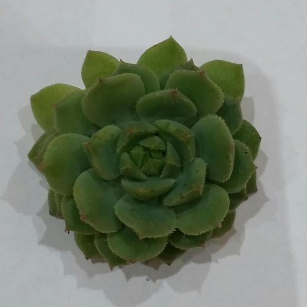 Plant image Echeveria Derosa