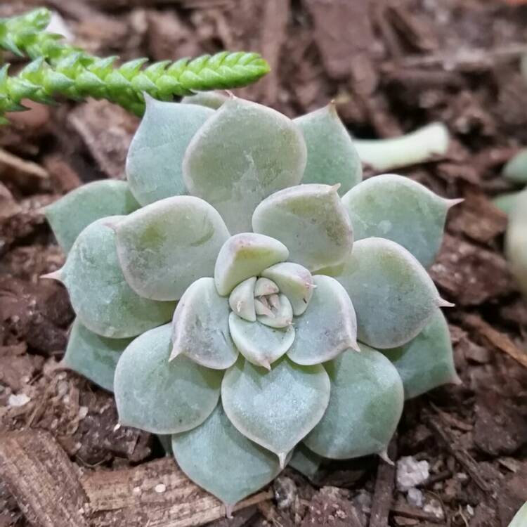 Plant image xGraptoveria Margarete Reppin