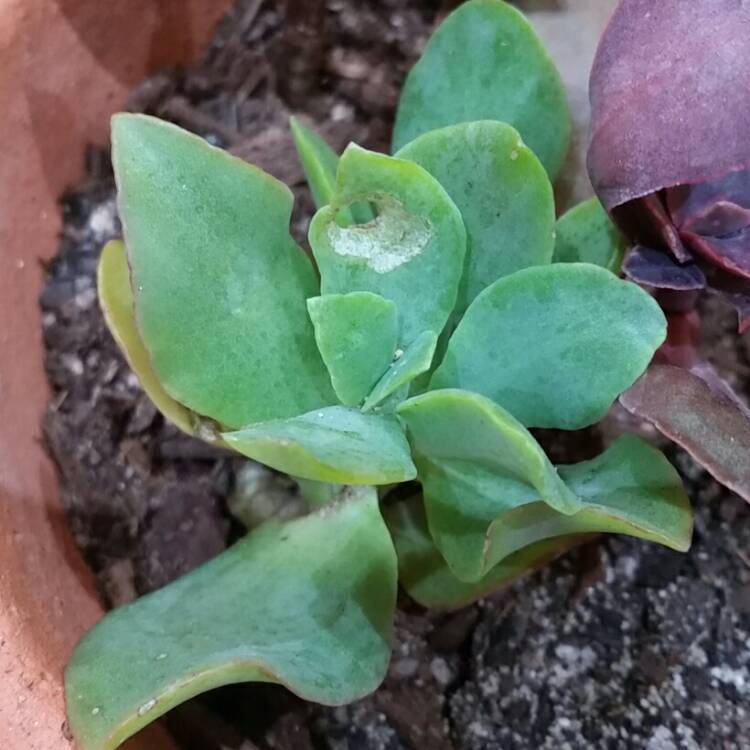 Plant image Crassula 'Blue Waves'