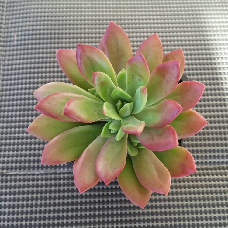 Plant image Echeveria Minibelle