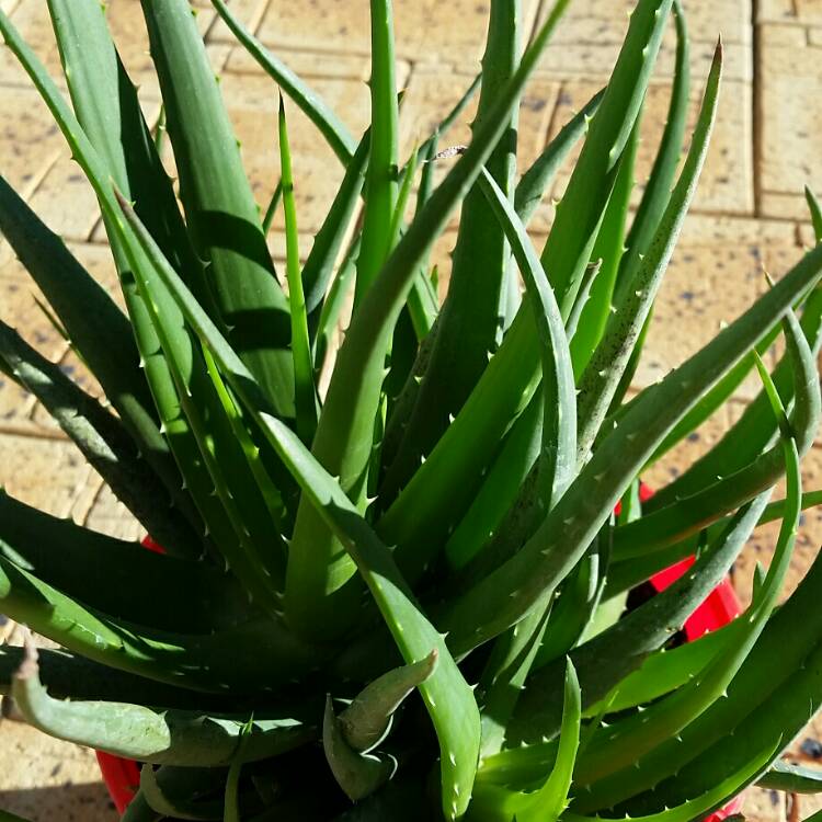 Plant image Aloe hybrid LEO 4363 'Andrea's Orange'