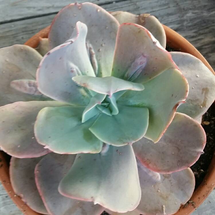 Plant image Echeveria Paul Bunyan