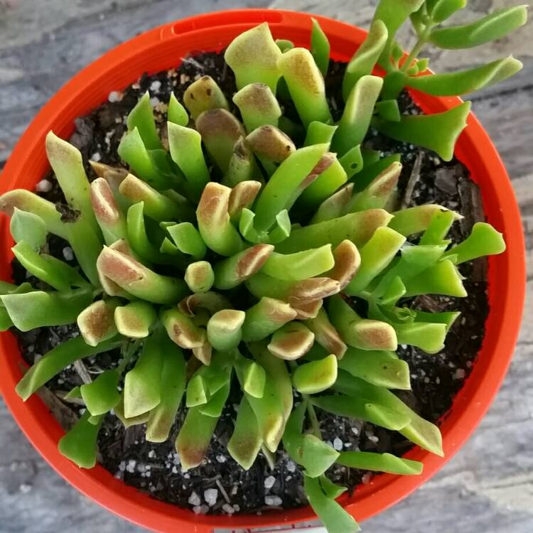 Plant image Cotyledon Papillaris