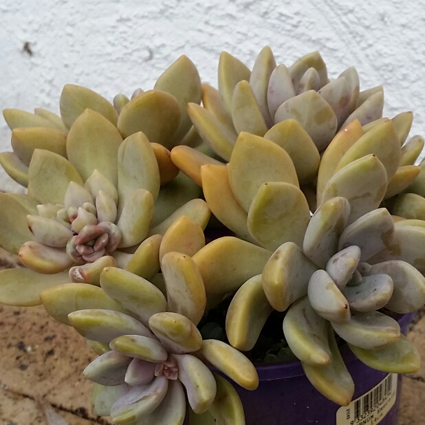 Plant image x Pachyveria Pachyphytoides