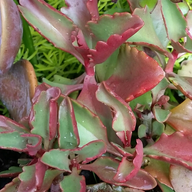 Plant image Kalanchoe 'Sexangularis'