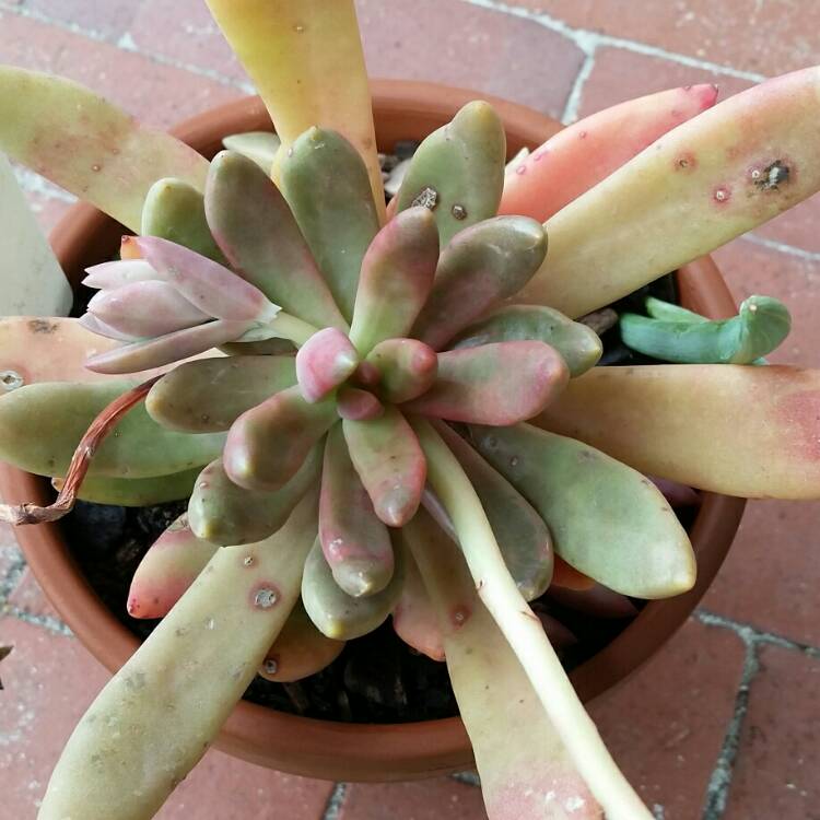 Plant image Pachyphytum fittkaui