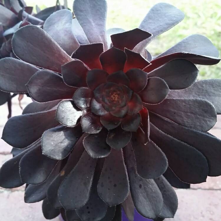 Plant image Aeonium Short Black