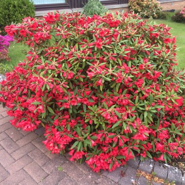 Azalea 'Cornell Pink'