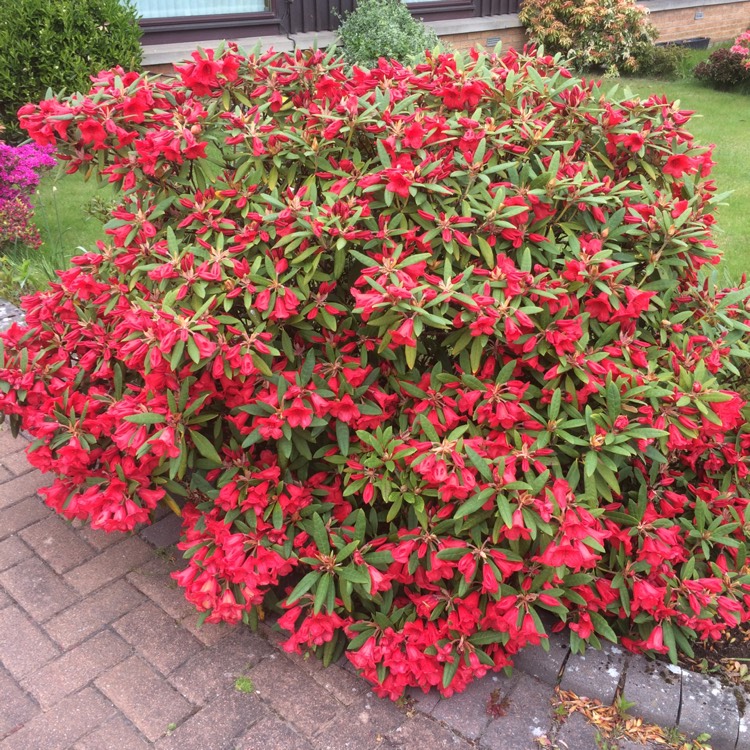 Plant image Rhododendron 'Cornell Pink'