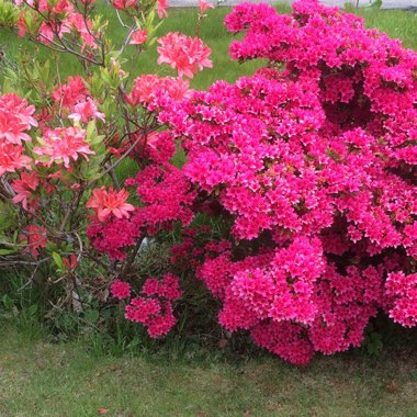 Azalea 'Cornell Pink'