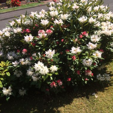 Rhododendron