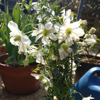 Clematis 'Early Sensation'