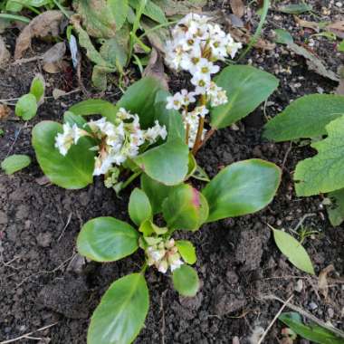 Elephant's Ears 'Bressingham White'