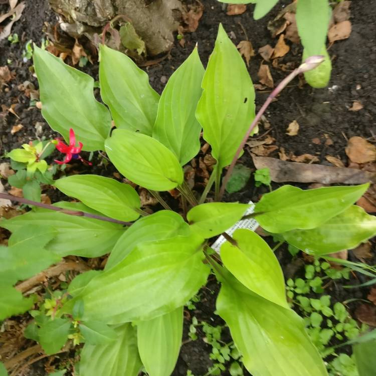 Plant image Hosta 'Fire Island'