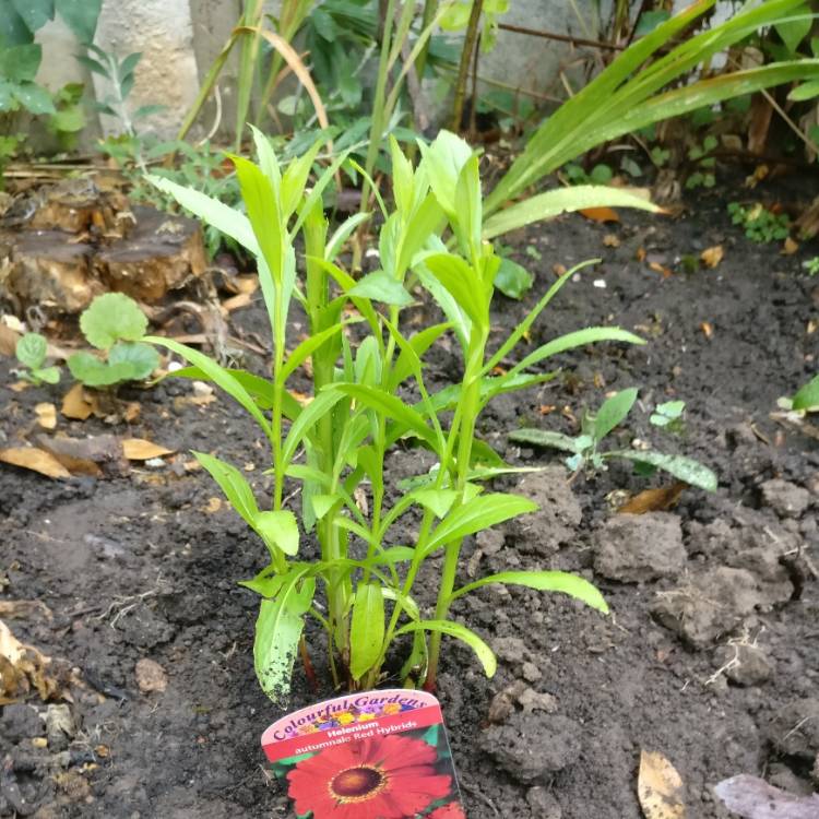 Plant image Helenium autumnale 'Red Jewel'