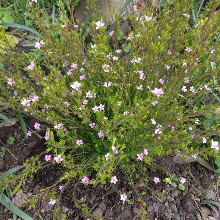 Plant image Coleonema pulchrum 'Sunset Gold' syn. Diosma ericoides 'Sunset Gold'