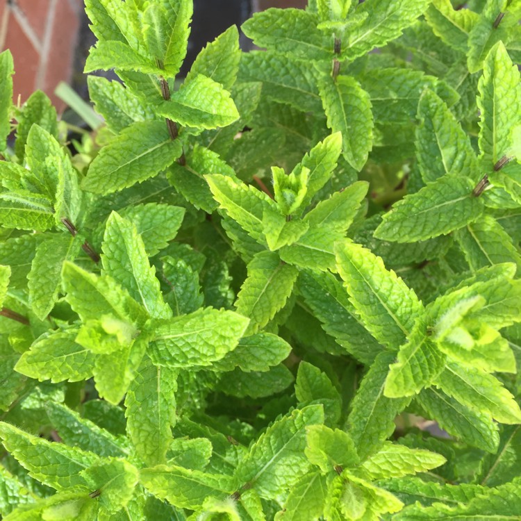 Plant image Mentha spicata var. crispa 'Moroccan'